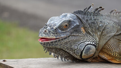 Iguana en la isla de Bali, Indonesia