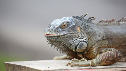 Iguana en la isla de Bali, Indonesia