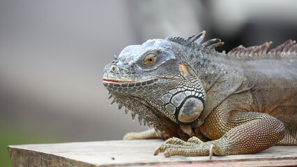 Iguana en la isla de Bali, Indonesia