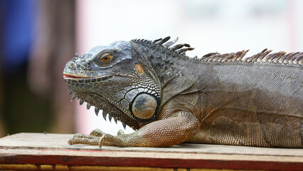 Iguana en la isla de Bali, Indonesia