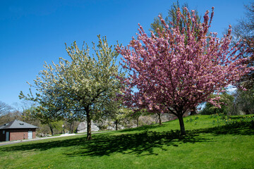 Blooming pink and white Japanes blossom trees (Prunus serrulata) on hilly landscape on Davis Avenue leading towards Bruce Park, CT, Greenwich, USA on southerly side of I-95 