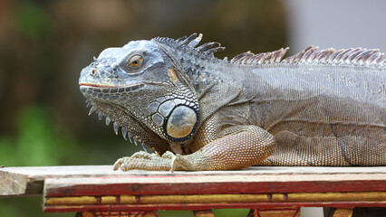 Iguana en la isla de Bali, Indonesia