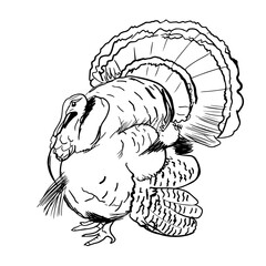 Turkey hand drawn vector illustration. Detailed gobbler sketch design element isolated on white background. Poultry farm black and white symbol. Thanksgiving bird ink pen freehand drawing