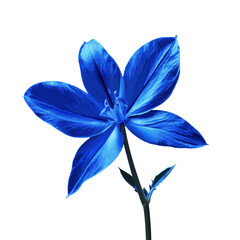 blue flower isolated on white