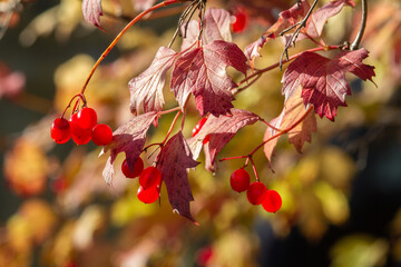 viburnum berries on a sunny autumn day