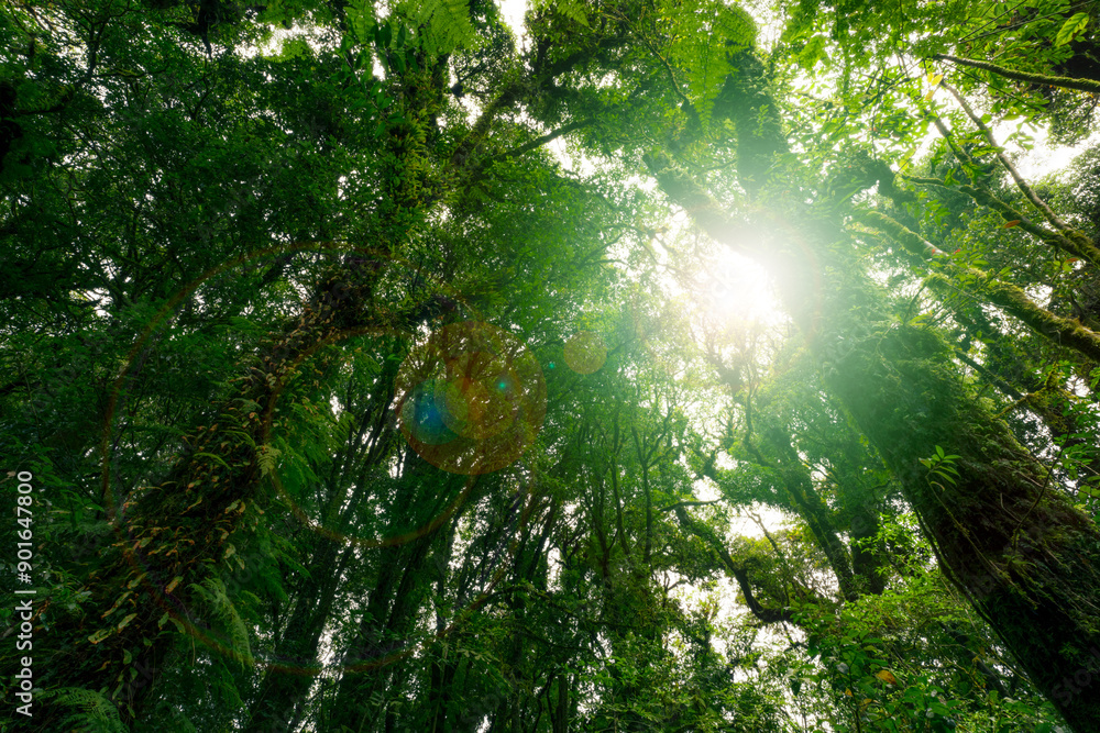 Wall mural looking up view of tree trunk to green leaves of tree in forest with sun light. fresh environment in