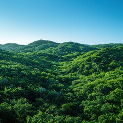 Obraz premium International Day for the Preservation of the Ozone Layer showing a lush green forest under a clear blue sky