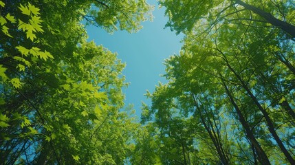 Obraz premium Lush green forest canopy under a clear blue sky