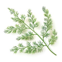 Fototapeta premium A sprig of dill, herb element, photorealistic, green, isolated on white background