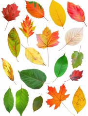 Obraz premium A collection of autumn leaves in various colors, including green, yellow, and red. The leaves are scattered across the image, creating a sense of diversity and natural beauty