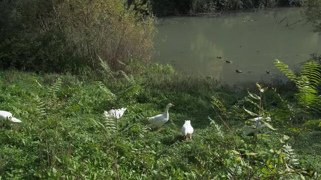 white geese in the park of villa Pamphili in Rome. High quality 4k footage