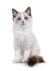 Cute Ragdoll cat kitten sitting up facing front. Looking curious towards camera with breed typical blue eyes. Isolated on a white background.