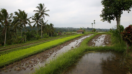 Terrazas de arroz de Jatiluwih, Bali, Indonesia