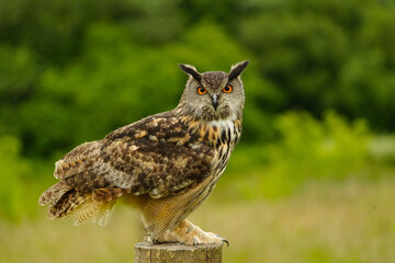 Uhu mit orangenen Augen