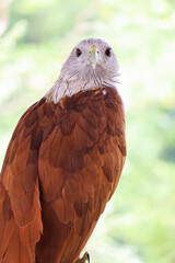 Gorgeous Brahminy Kite or Red Hawk, the Rare Bird which Attracting Many People to the Eastern Region of Thailand