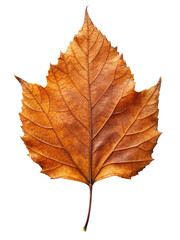 Fototapeta premium Dry Maple Leaf Detailed Texture showcasing autumnal colors and intricate veins. Isolated on transparent background, png.