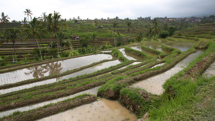 Terrazas de arroz de Jatiluwih, Bali, Indonesia