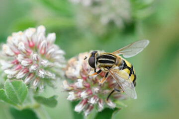 Closeup of the hoverfly Helophilus trivittatus feeding on a flower