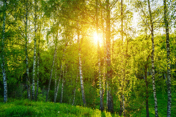Fototapeta premium Grove of birches with young green leaves at sunset or sunrise in spring or summer.