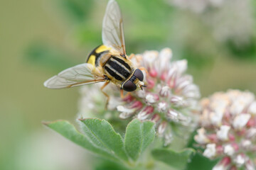 Closeup of the hoverfly Helophilus trivittatus feeding on a flower