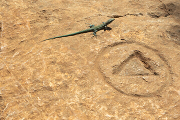 Lizard on Trail Marker Rock