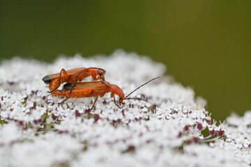 Close-up of soldier beetles copulating on a flower