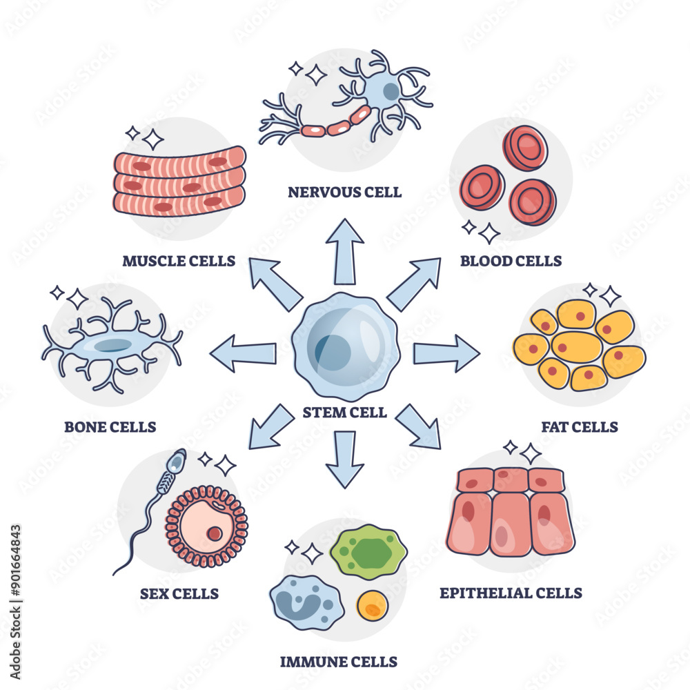Poster cellular differentiation process with stem cell type change outline diagram, transparent background.