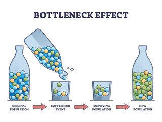 Bottleneck effect on genetic drift and population impact outline diagram, transparent background. © VectorMine