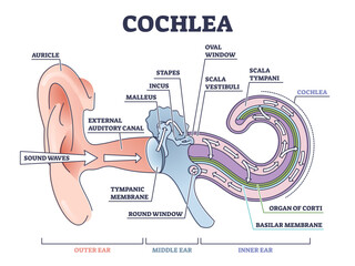 Cochlea ear anatomical structure with organ parts description outline diagram, transparent background. Biological or medical sensory system example with outer, middle and inner sections illustration.