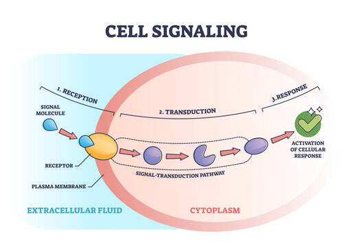 Cell or bio signaling with signal molecule pathway stages outline diagram, transparent background. Labeled educational reception.