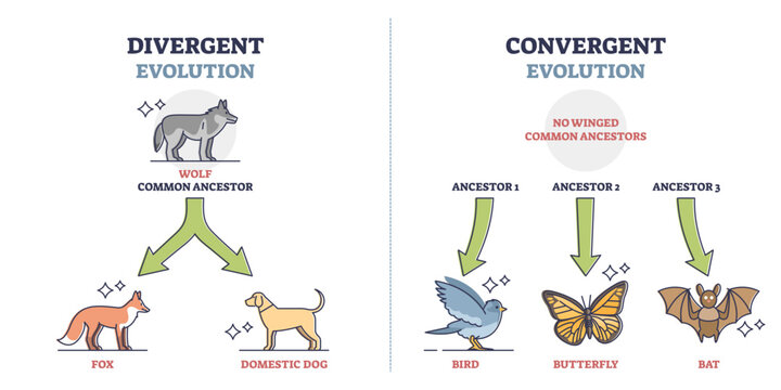 Divergent vs convergent evolution with ancestors development outline diagram, transparent background. Labeled educational animal growth to different species illustration.