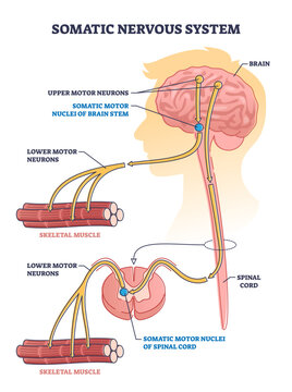 Somatic nervous system with human brain impulse to muscle outline diagram, transparent background.Labeled educational upper motor neurons and nuclei of brain stem description illustration.
