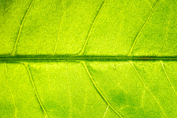 Macro shot of a leaf. Foliage nature background.