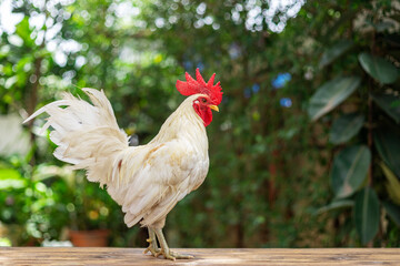 White chickens in an agricultural farm for organic farming, poultry and livestock. Chickens, hens and free range birds.