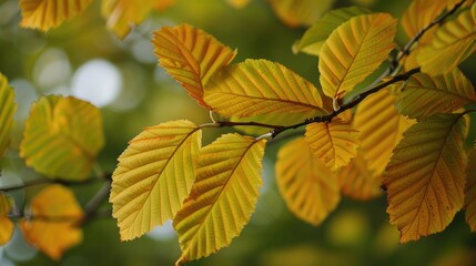 Lebbeck tree leaves closeup