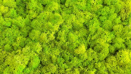 background of green leaves