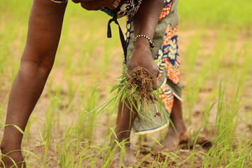person walking in the field