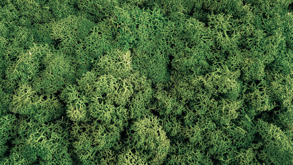 background of green leaves