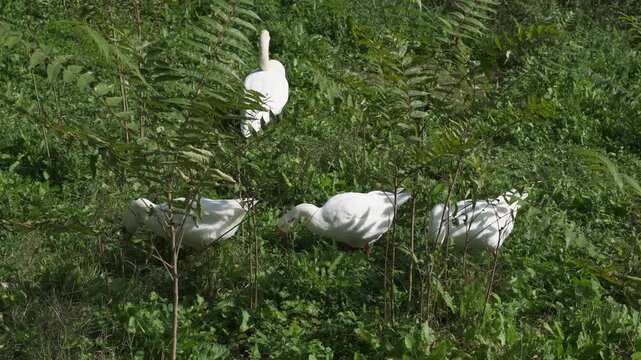 white geese in the park of villa Pamphili in Rome. High quality 4k footage