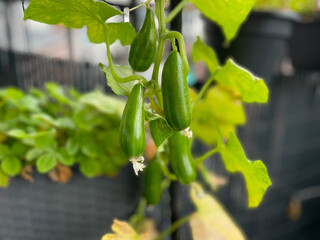 Baby cucumbers growing in balcony garden close up