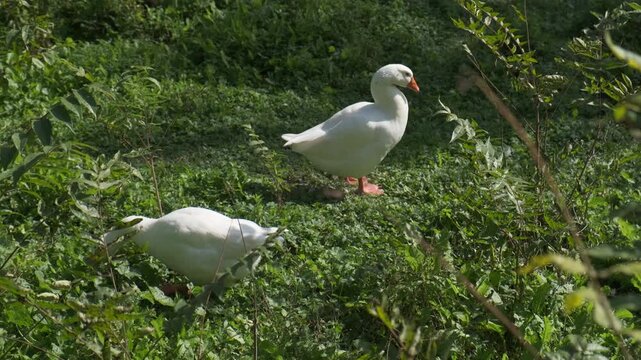 white geese in the park of villa Pamphili in Rome. High quality 4k footage