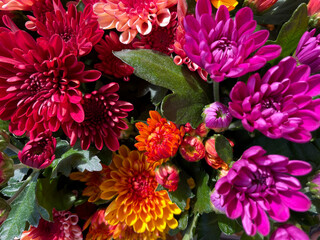 Beautiful blooming chrysanthemum flowers decorative summer autumn flower in vibrant red, purple and orange colors directly above view