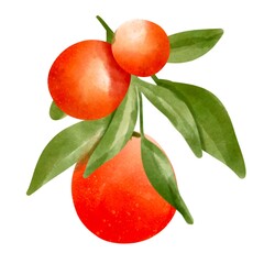Watercolor orange illustration.