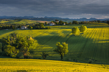 Spring view of landscapes of region Marche near Ancona during sunset. Green waves hills and lone...