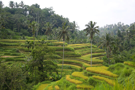 Terrazas de arrozales de Tegallalang, Bali. Indonesia