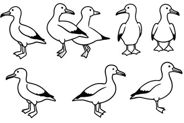 Albatross bird line art illustration