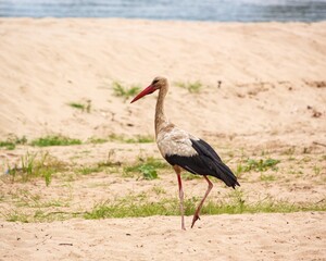  Stork is walking on a river sand
