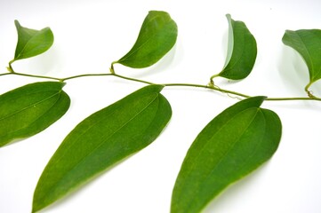 leaves isolated on white background