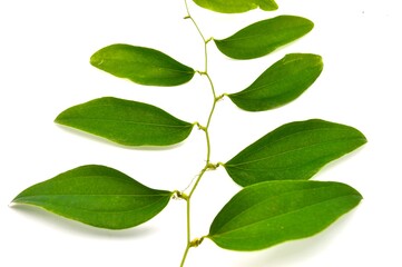 Fototapeta premium green vines leaves isolated on white background