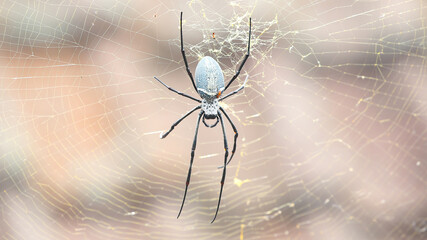 Araña Nephila Vitiana en el Templo de Besakih, Bali, Indonesia